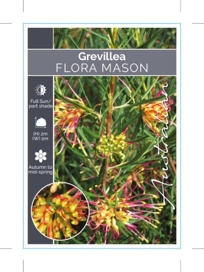 Picture of GREVILLEA FLORA MASON                                                                                                                                 
