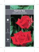 Picture of ROSE OKLAHOMA (HT)                                                                                                                                    