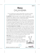 Picture of ROSE OKLAHOMA (HT)                                                                                                                                    