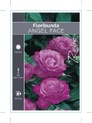 Picture of ROSE ANGEL FACE (FL)                                                                                                                                  