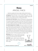Picture of ROSE ANGEL FACE (FL)                                                                                                                                  