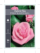 Picture of ROSE PINK KARDINAL (HT)                                                                                                                               