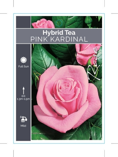 Picture of ROSE PINK KARDINAL (HT)                                                                                                                               