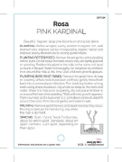 Picture of ROSE PINK KARDINAL (HT)                                                                                                                               
