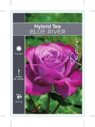 Picture of ROSE BLUE RIVER (HT)                                                                                                                                  