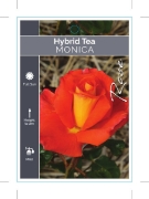 Picture of ROSE MONICA (HT)                                                                                                                                      