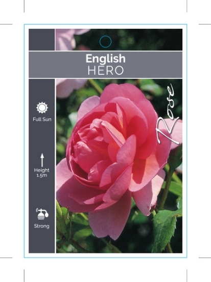 Picture of ROSE HERO (English)                                                                                                                                   