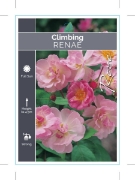 Picture of ROSE RENAE CLIMBING                                                                                                                                   