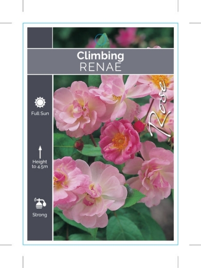 Picture of ROSE RENAE CLIMBING                                                                                                                                   