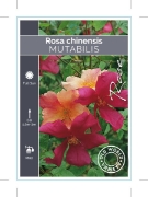 Picture of ROSE ROSA CHINENSIS MUTABILIS (OW)                                                                                                                    
