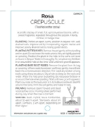 Picture of ROSE CREPUSCULE CLIMBING  (OW)                                                                                                                        