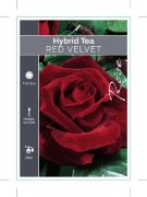 Picture of ROSE RED VELVET (HT)                                                                                                                                  