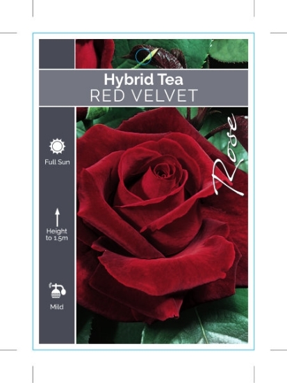 Picture of ROSE RED VELVET (HT)                                                                                                                                  