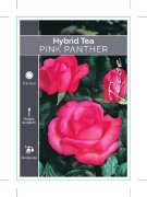 Picture of ROSE PINK PANTHER (HT)                                                                                                                                
