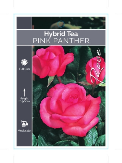 Picture of ROSE PINK PANTHER (HT)                                                                                                                                