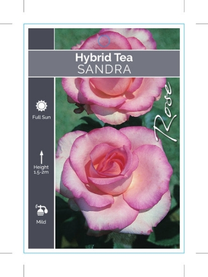 Picture of ROSE SANDRA (HT)                                                                                                                                      