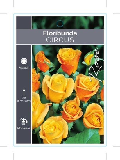 Picture of ROSE CIRCUS (FL)                                                                                                                                      