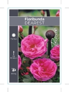 Picture of ROSE DEAREST (FL)                                                                                                                                     