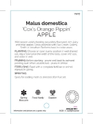Picture of FRUIT APPLE COXS ORANGE PIPPIN (HERITAGE)                                                                                                             