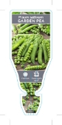 Picture of VEGETABLE PEA GARDEN (Pisum sativum)                                                                                                                  