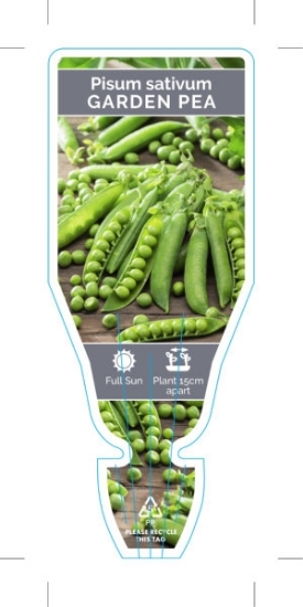 Picture of VEGETABLE PEA GARDEN (Pisum sativum)                                                                                                                  