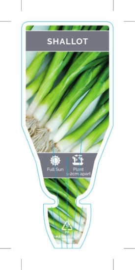 Picture of VEGETABLE SHALLOT (Allium fistulosum)                                                                                                                 