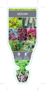 Picture of SUCCULENT SEDUM MIXED PICTURE (UNNAMED VARIETY)                                                                                                       