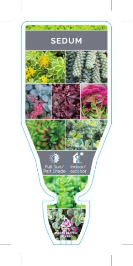 Picture of SUCCULENT SEDUM MIXED PICTURE (UNNAMED VARIETY)                                                                                                       