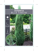 Picture of CONIFER JUNIPERUS SCOPULORUM BLUE ARROW                                                                                                               