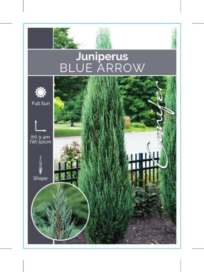 Picture of CONIFER JUNIPERUS SCOPULORUM BLUE ARROW                                                                                                               
