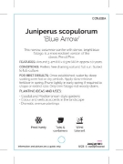 Picture of CONIFER JUNIPERUS SCOPULORUM BLUE ARROW                                                                                                               