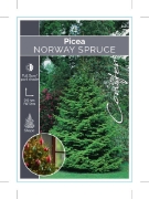 Picture of CONIFER PICEA ABIES NORWAY SPRUCE                                                                                                                     