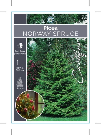 Picture of CONIFER PICEA ABIES NORWAY SPRUCE                                                                                                                     
