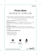 Picture of CONIFER PICEA ABIES NORWAY SPRUCE                                                                                                                     