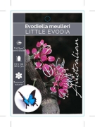 Picture of EVODIELLA MUELLERI LITTLE EVODIA                                                                                                                      