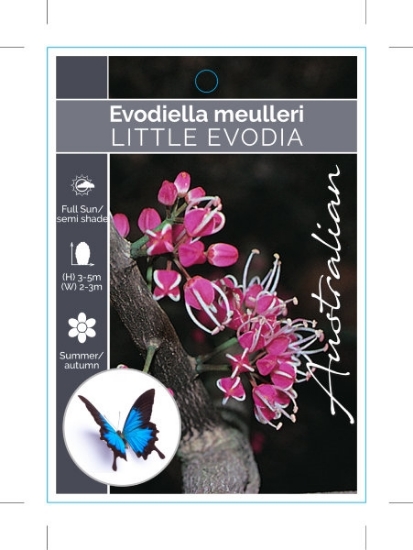 Picture of EVODIELLA MUELLERI LITTLE EVODIA                                                                                                                      