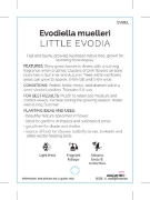 Picture of EVODIELLA MUELLERI LITTLE EVODIA                                                                                                                      