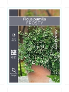 Picture of FICUS PUMILA VARIEGATA FROSTY                                                                                                                         