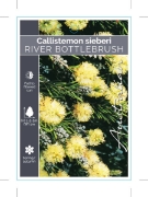 Picture of CALLISTEMON SIEBERI RIVER BOTTLEBRUSH                                                                                                                 