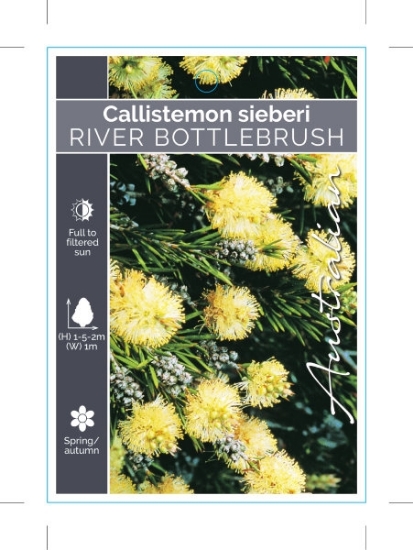 Picture of CALLISTEMON SIEBERI RIVER BOTTLEBRUSH                                                                                                                 