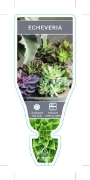 Picture of SUCCULENT ECHEVERIA (MIXED PICTURE)                                                                                                                   