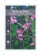Picture of HOVEA ACUTIFOLIA                                                                                                                                      