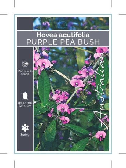Picture of HOVEA ACUTIFOLIA                                                                                                                                      