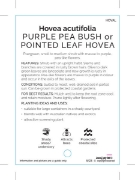 Picture of HOVEA ACUTIFOLIA                                                                                                                                      
