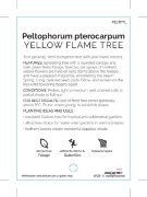 Picture of PELTOPHORUM PTEROCARPUM YELLOW FLAME TREE                                                                                                             