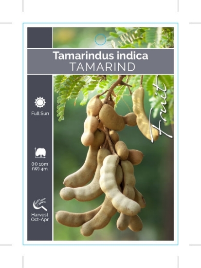 Picture of FRUIT TAMARIND                                                                                                                                        
