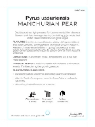 Picture of PYRUS USSURIENSIS MANCHURIAN PEAR Jumbo Tag                                                                                                           