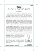Picture of ROSE THE CHILDRENS ROSE (HT)                                                                                                                          