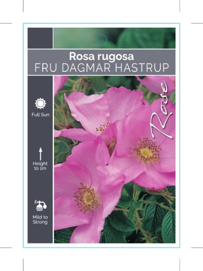 Picture of ROSE FRU DAGMAR HASTRUP (OW) (syn FRAU DAGMAR HARTOPP)                                                                                                