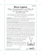 Picture of ROSE FRU DAGMAR HASTRUP (OW) (syn FRAU DAGMAR HARTOPP)                                                                                                